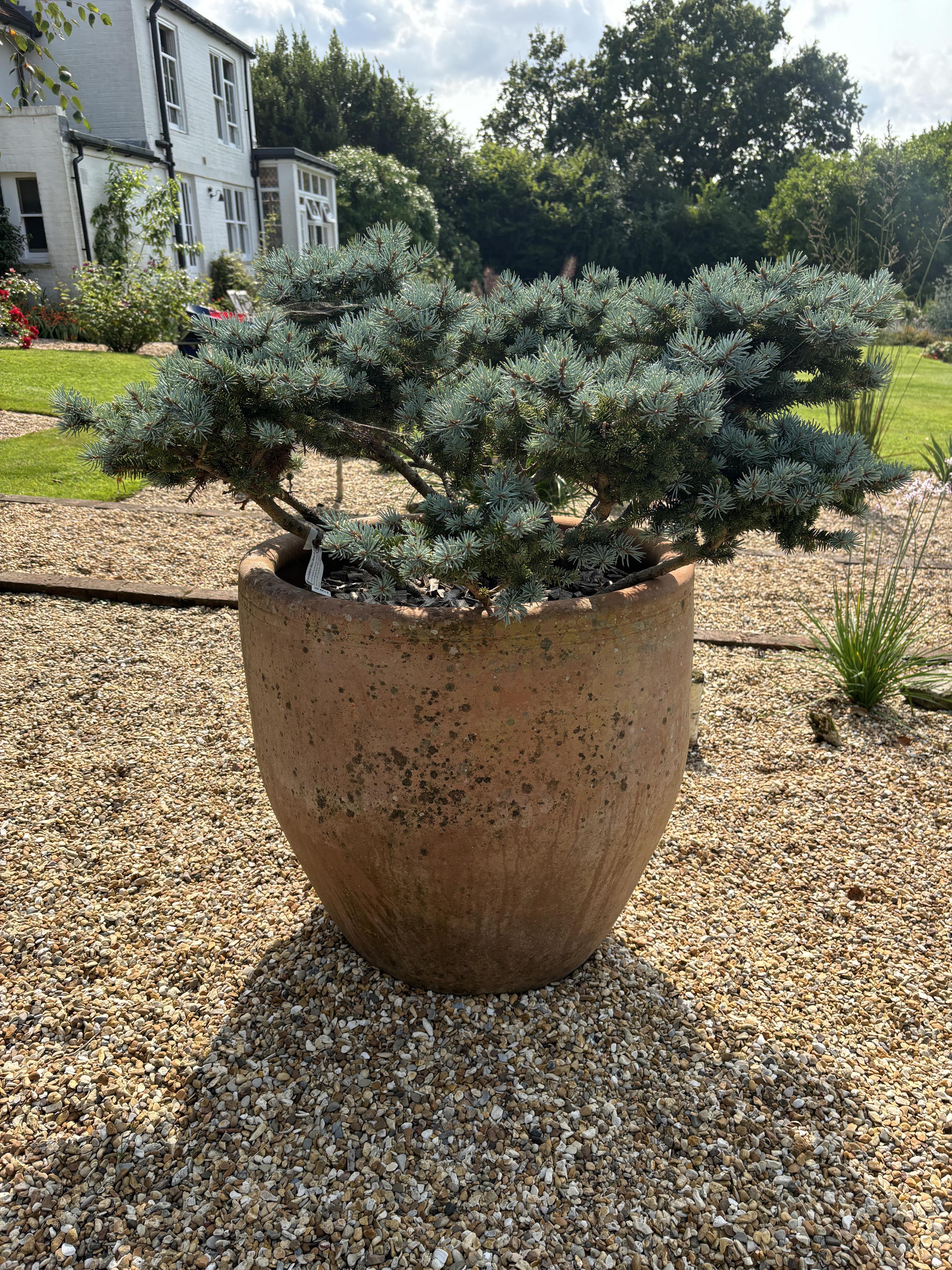 A pair of large terracotta planters, height 72cm, width 62cm. planting removed. Condition - weathered, otherwise good